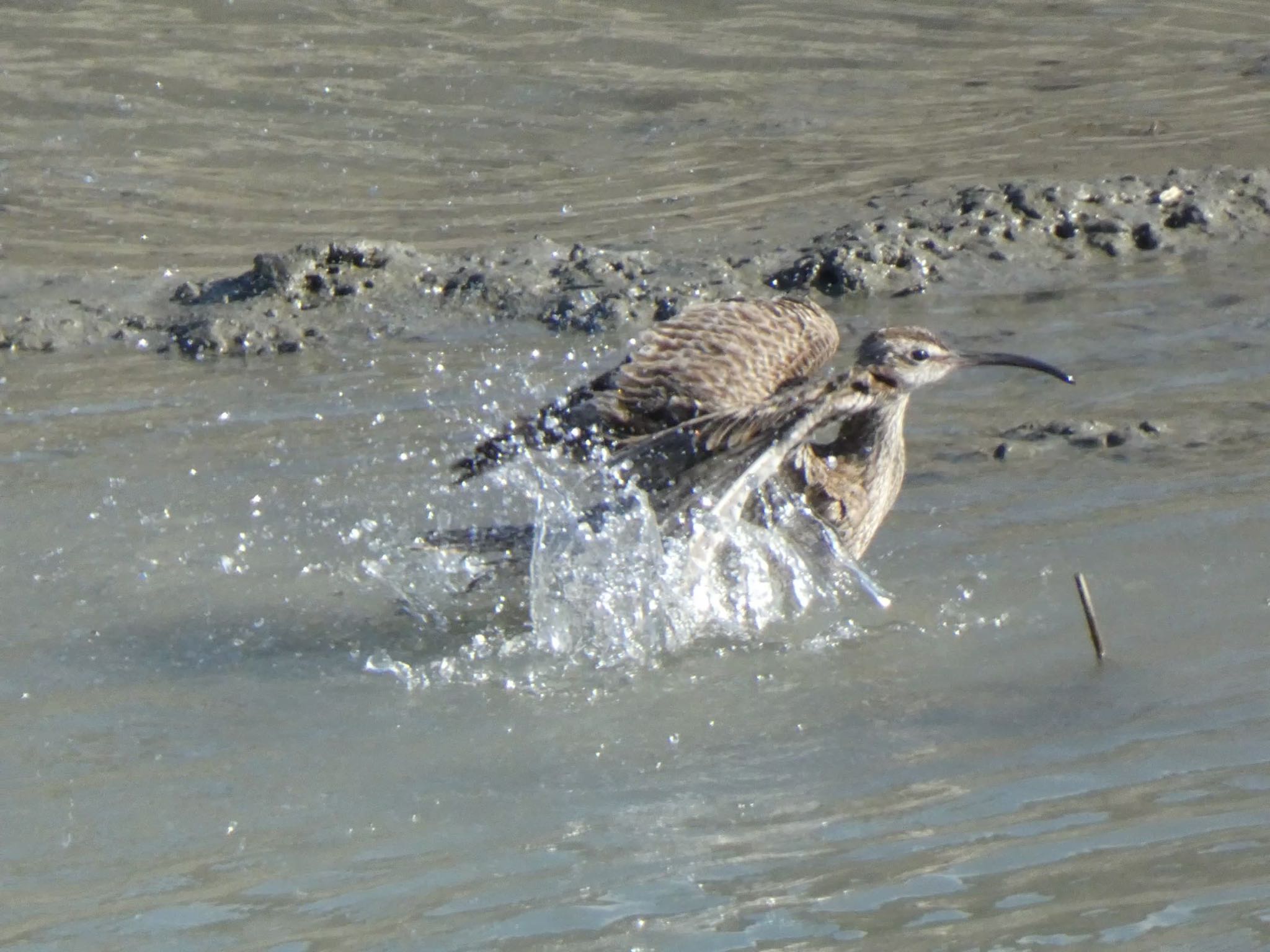 Photo of Eurasian Whimbrel at 曽根干潟(曾根干潟) by 頭黒鴎