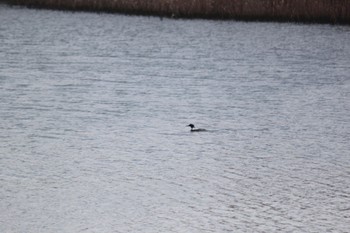 ウミアイサ 山口県立きらら浜自然観察公園 2021年2月23日(火)