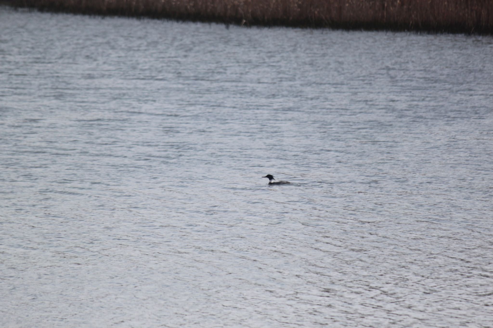 Red-breasted Merganser