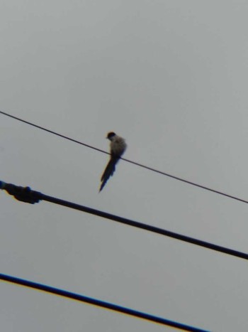 2018年6月16日(土) 恩田川(高瀬橋付近)の野鳥観察記録