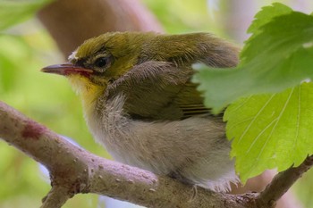 Warbling White-eye 京都府 Sun, 6/18/2023