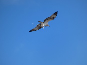 Osprey Daijugarami Higashiyoka Coast Tue, 11/23/2021