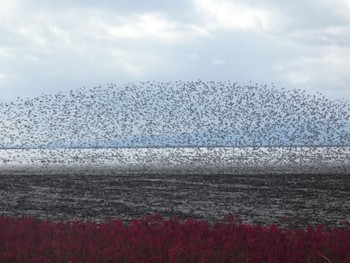 2021年11月23日(火) 大授搦(東与賀干潟)の野鳥観察記録