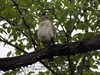 Japanese Sparrowhawk 埼玉県鴻巣市吹上　元荒川 Sat, 7/8/2023