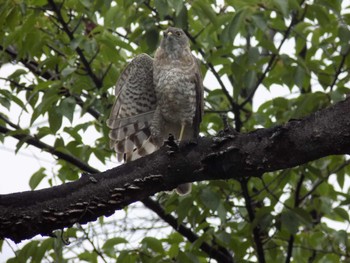 Japanese Sparrowhawk 埼玉県鴻巣市吹上　元荒川 Sat, 7/8/2023