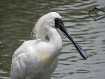 Black-faced Spoonbill 与根の三角池 Thu, 7/6/2023