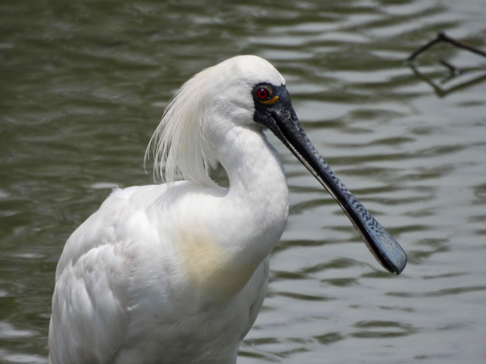 Photo of Black-faced Spoonbill at 与根の三角池 by カモちゃん