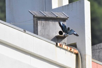 Oriental Dollarbird 天龍村 Sun, 7/2/2023