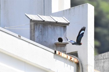 Oriental Dollarbird 天龍村 Sun, 7/2/2023