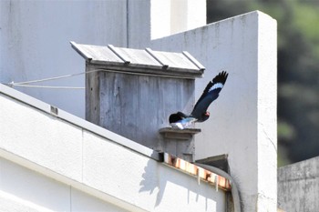 Oriental Dollarbird 天龍村 Sun, 7/2/2023