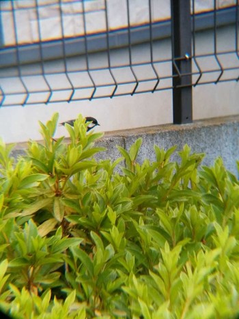 Japanese Tit 境川(境橋付近) Sun, 6/10/2018