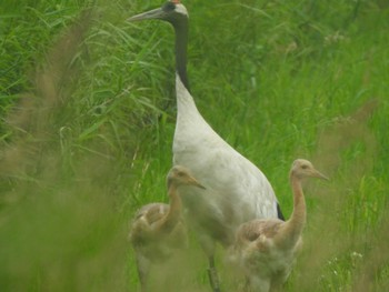 2023年6月30日(金) 湧洞沼(豊頃町)の野鳥観察記録