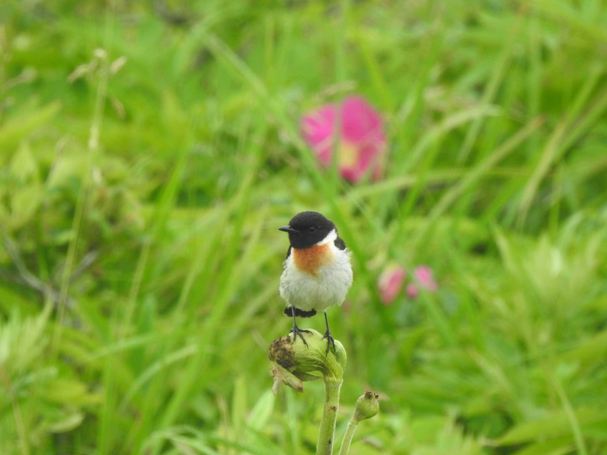 Amur Stonechat