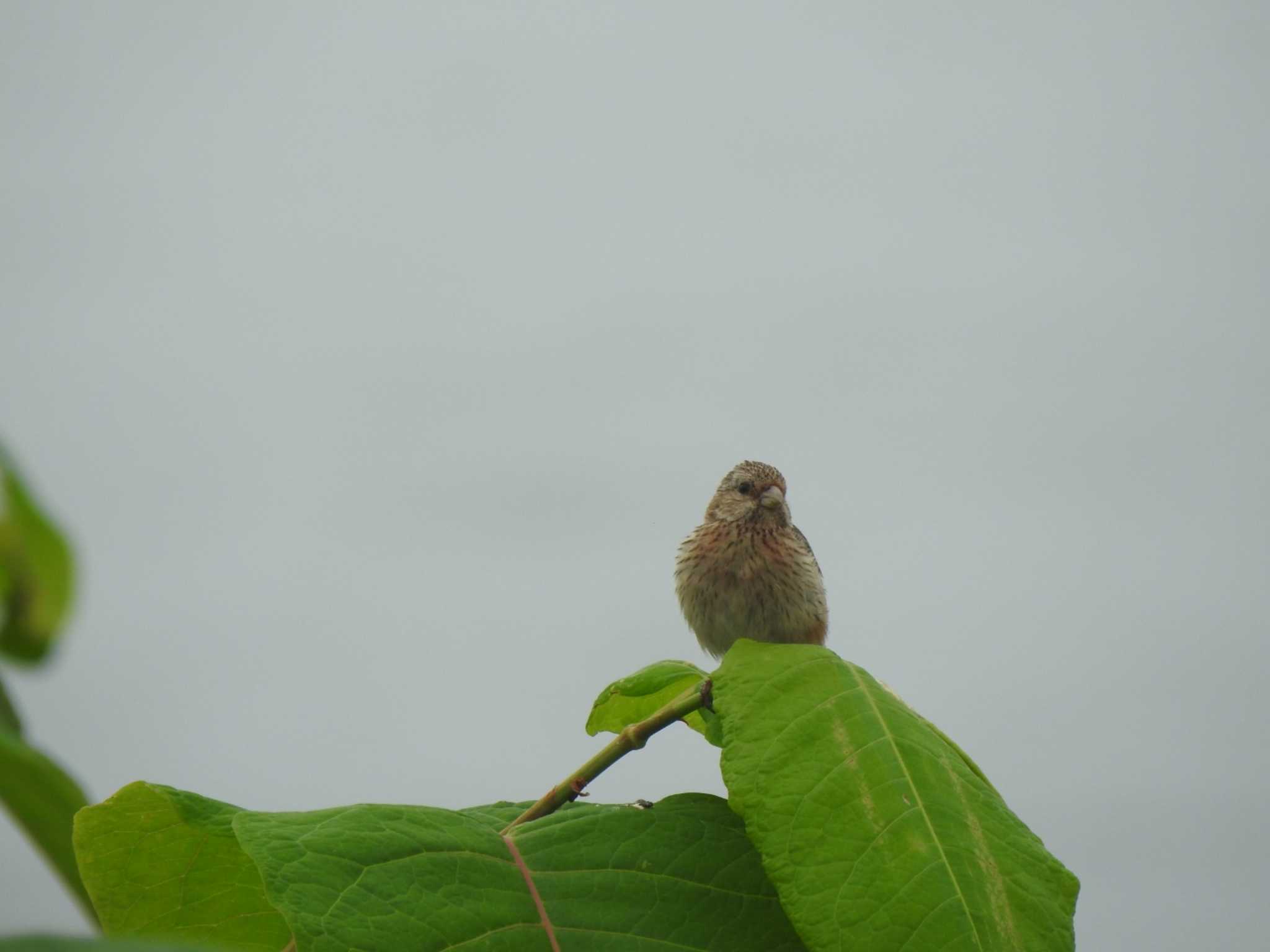 Siberian Long-tailed Rosefinch