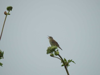 Middendorff's Grasshopper Warbler 湧洞沼(豊頃町) Fri, 6/30/2023