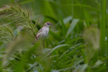 Zitting Cisticola Unknown Spots Sat, 7/8/2023