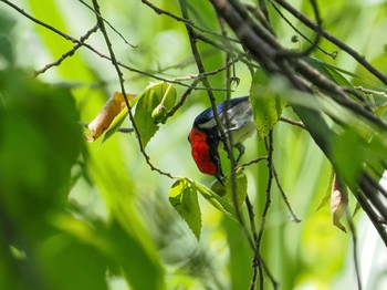 Scarlet-backed Flowerpecker Kaeng Krachan National Park Thu, 6/29/2023