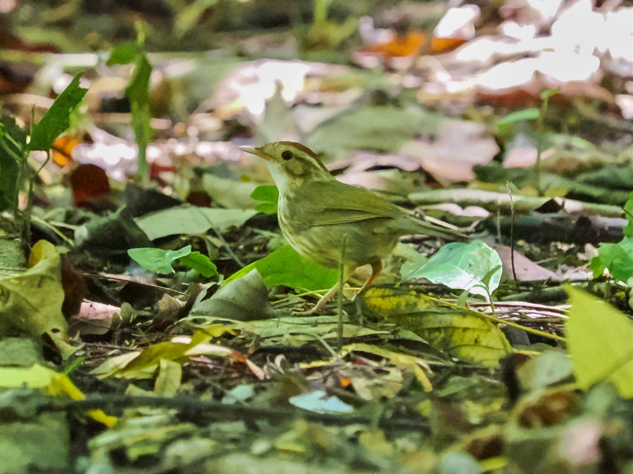 Puff-throated Babbler