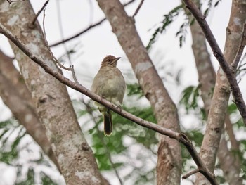 Ayeyarwady Bulbul Kaeng Krachan National Park Thu, 6/29/2023