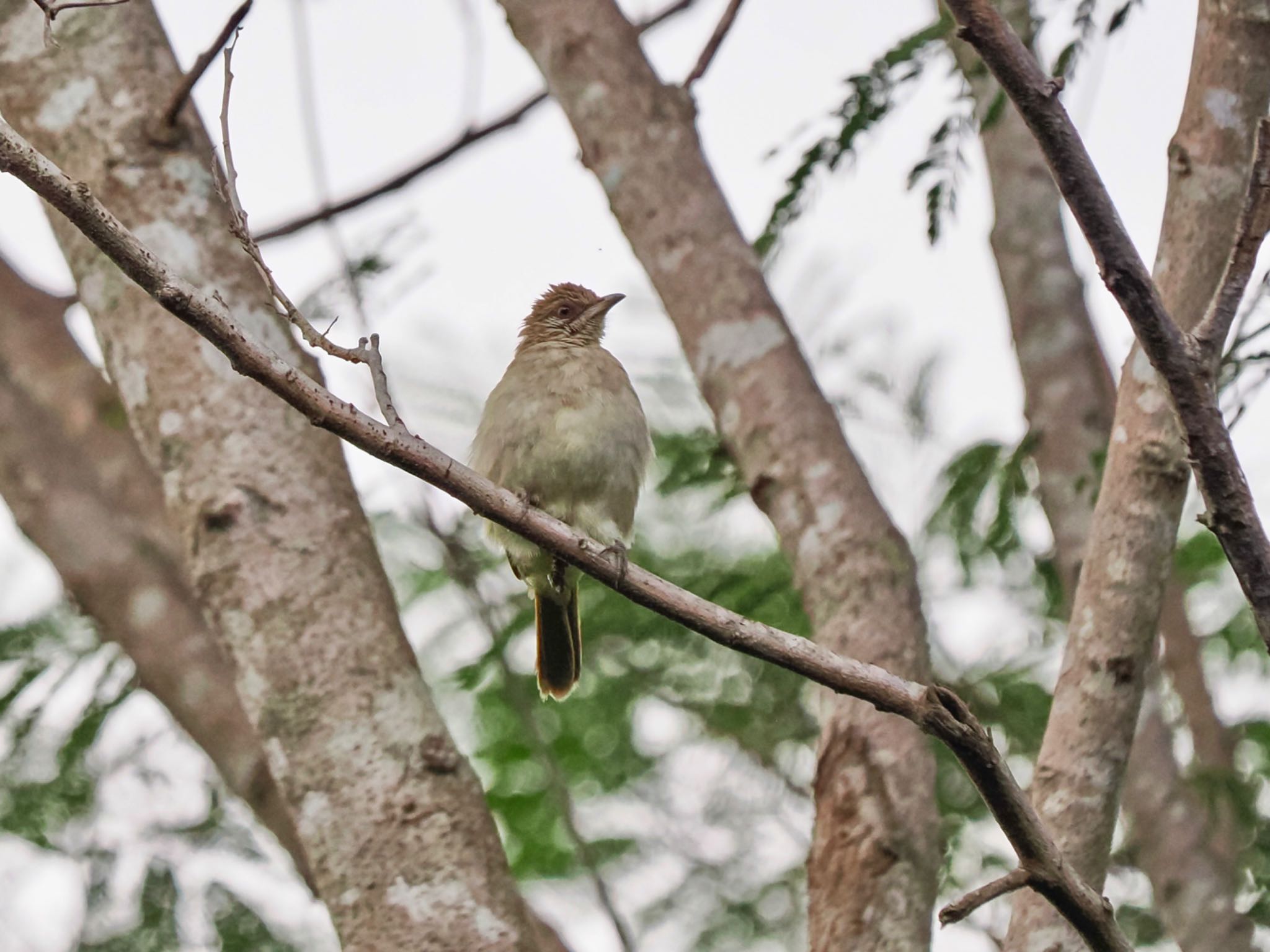 Ayeyarwady Bulbul