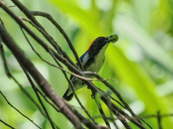 Scarlet-backed Flowerpecker Kaeng Krachan National Park Thu, 6/29/2023