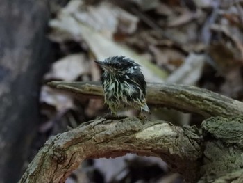 ゴジュウカラ 円山公園 2023年7月8日(土)