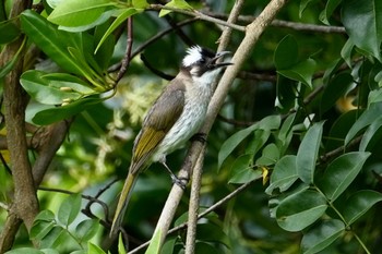 シロガシラ 漫湖水鳥・湿地センター 2023年7月8日(土)