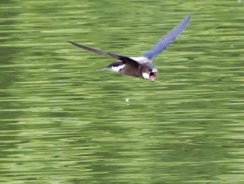 White-throated Needletail Nishioka Park Sat, 7/8/2023