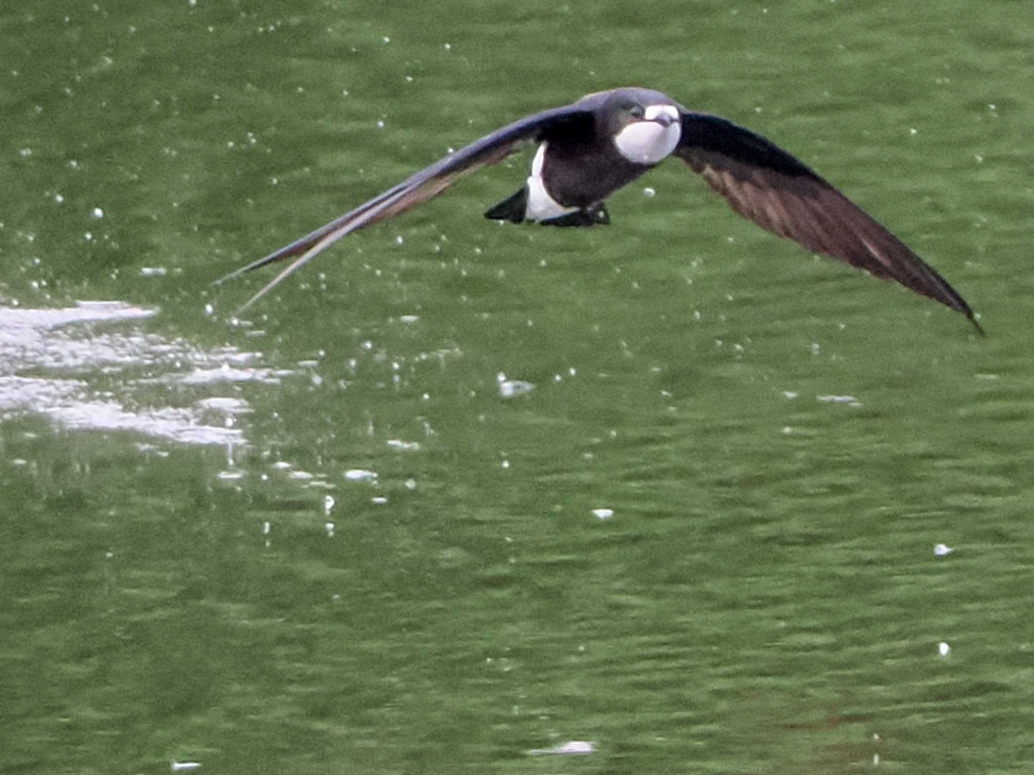 ハリオアマツバメ