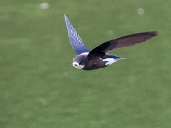 White-throated Needletail Nishioka Park Sat, 7/8/2023