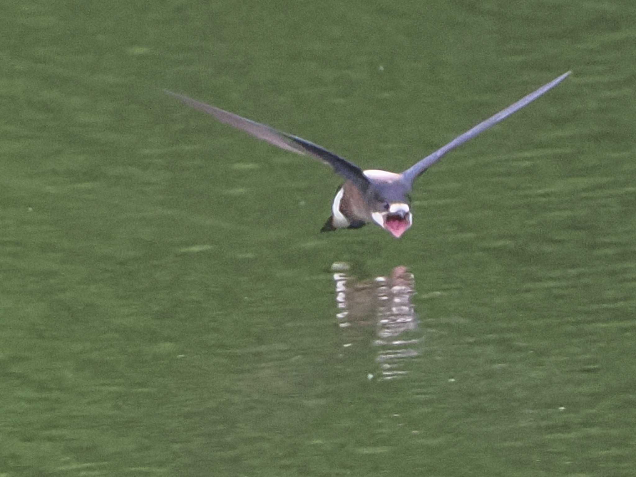 西岡公園(西岡水源地) ハリオアマツバメの写真 by 98_Ark (98ｱｰｸ)