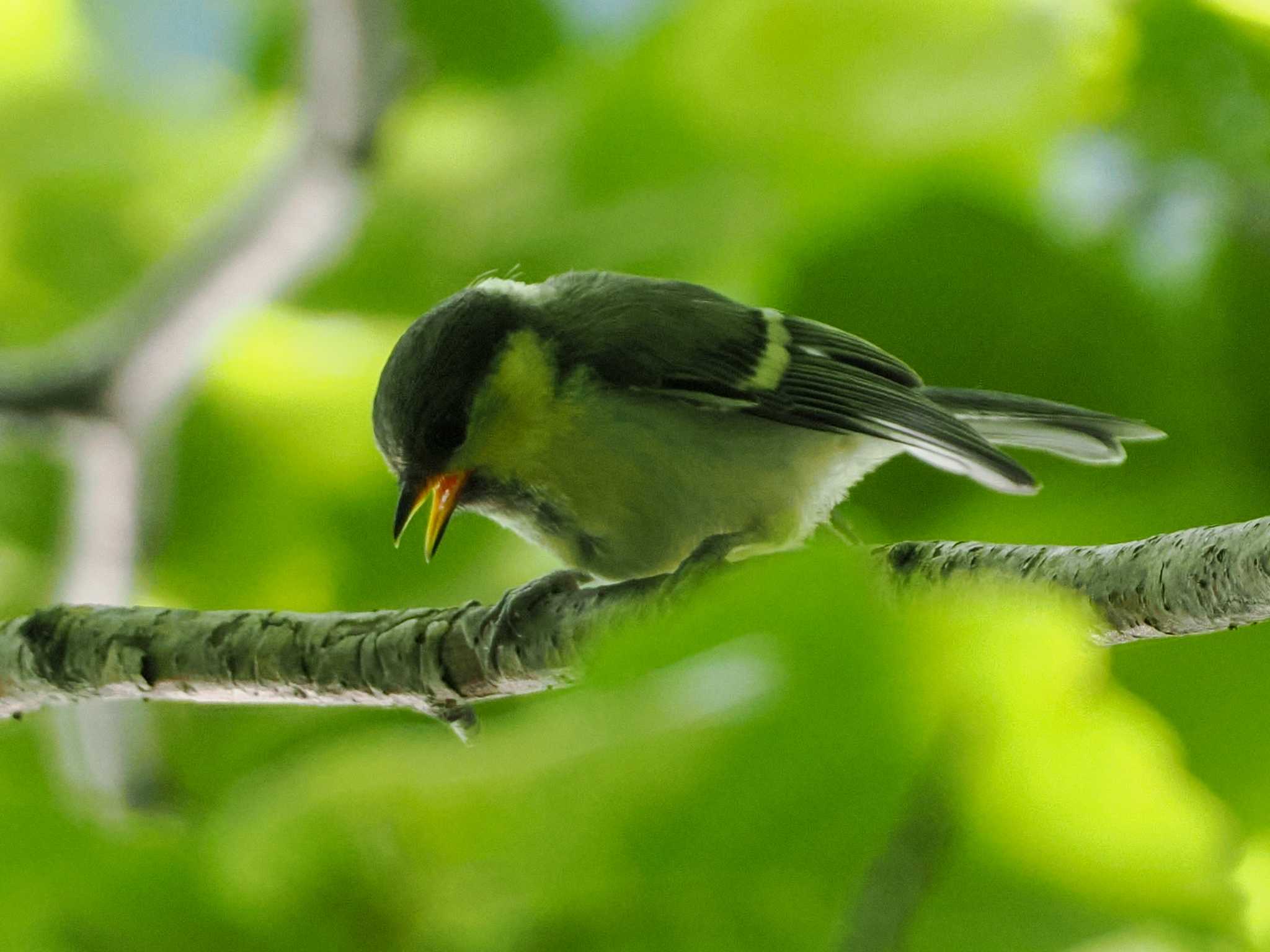 シジュウカラ