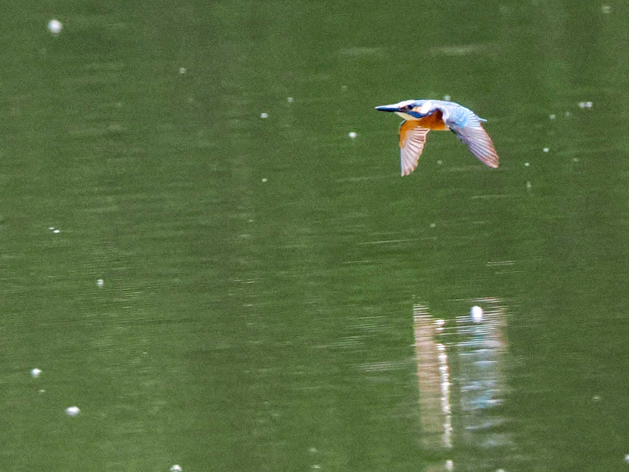 西岡公園(西岡水源地) カワセミの写真 by 98_Ark (98ｱｰｸ)