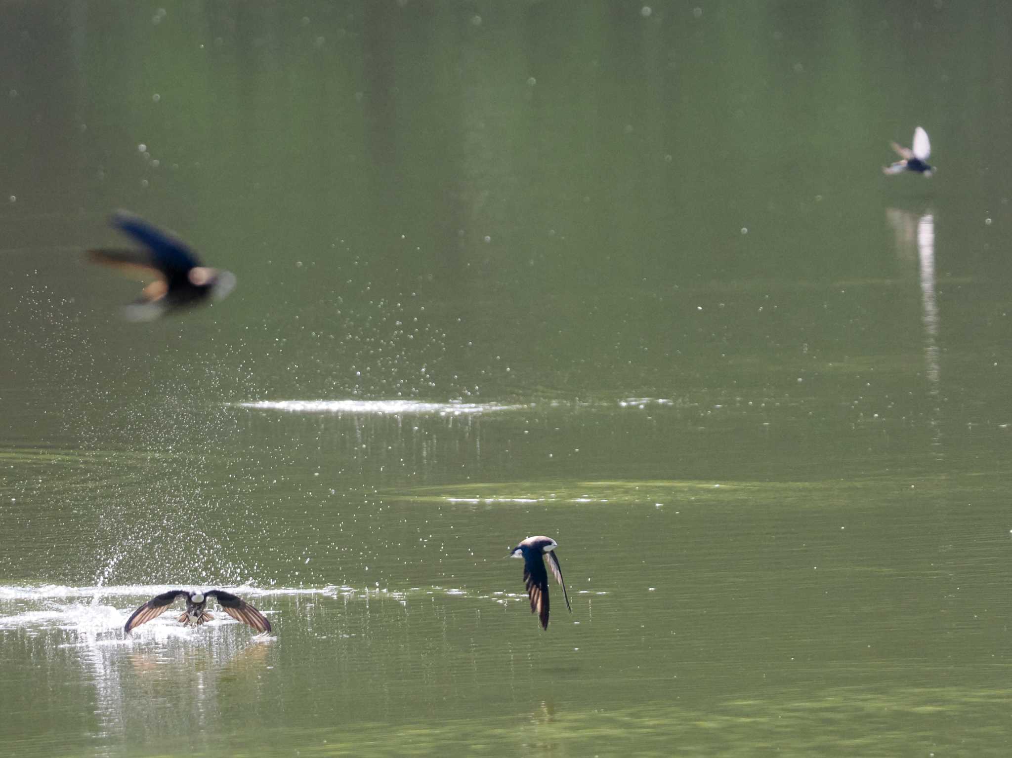 西岡公園(西岡水源地) ハリオアマツバメの写真 by 98_Ark (98ｱｰｸ)