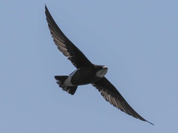 White-throated Needletail Nishioka Park Sat, 7/8/2023