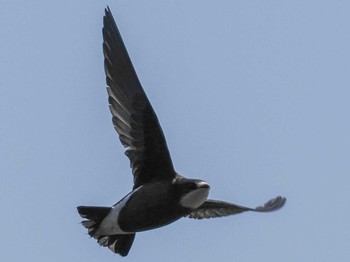 White-throated Needletail Nishioka Park Sat, 7/8/2023