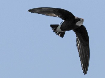 White-throated Needletail Nishioka Park Sat, 7/8/2023