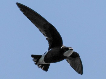 White-throated Needletail Nishioka Park Sat, 7/8/2023