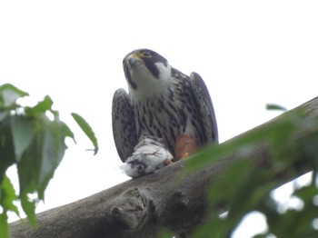 2023年7月8日(土) 長野県の野鳥観察記録