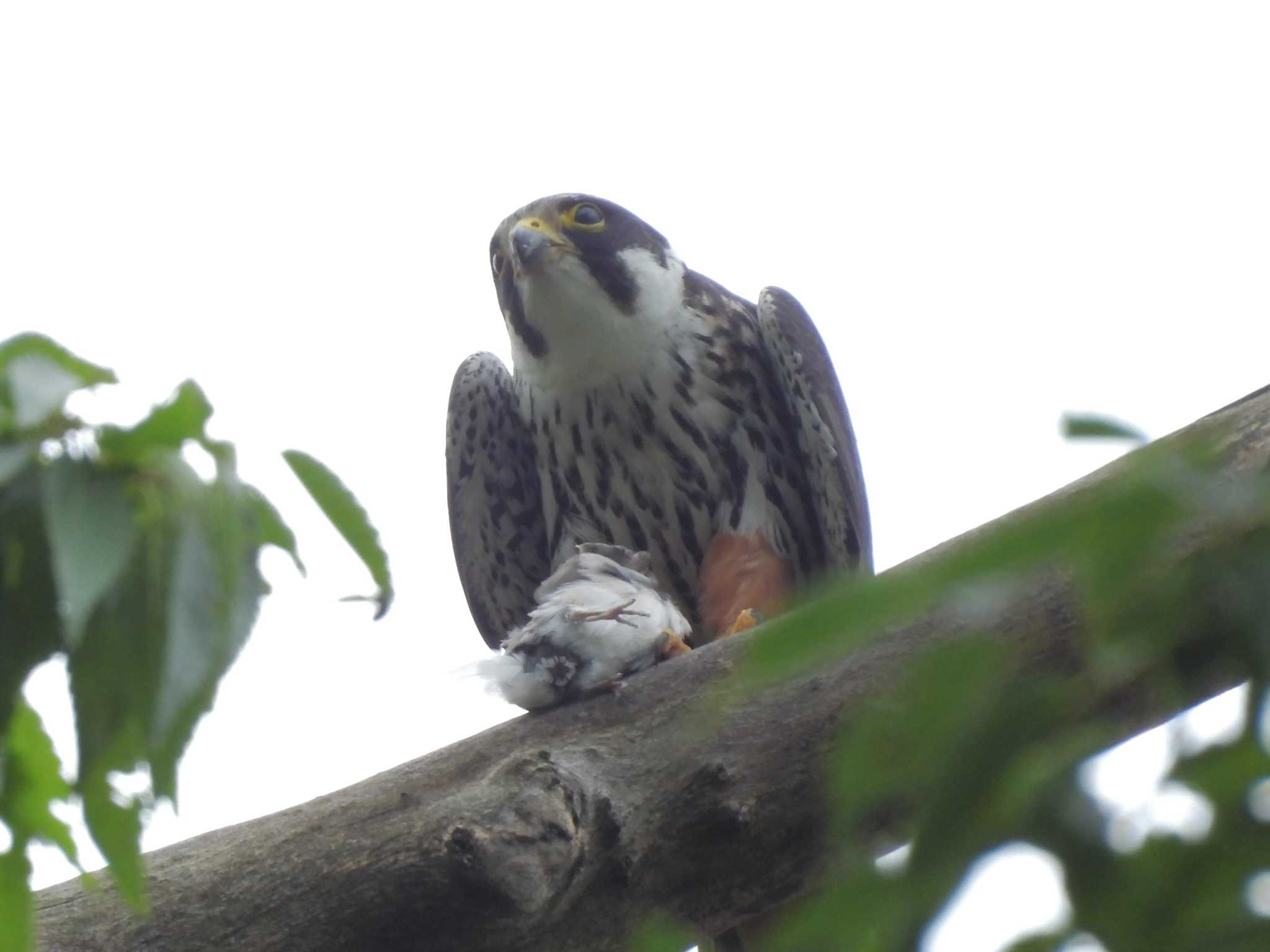 長野県 チゴハヤブサの写真