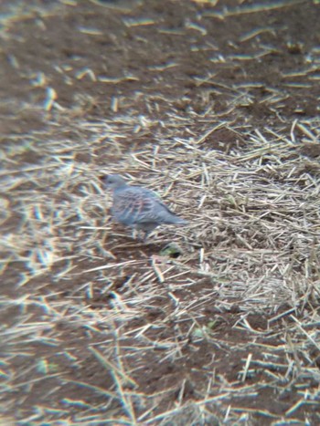 Oriental Turtle Dove 恩田川(高瀬橋付近) Sat, 6/16/2018