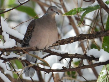 キジバト 蔵王野鳥の森 2023年4月9日(日)