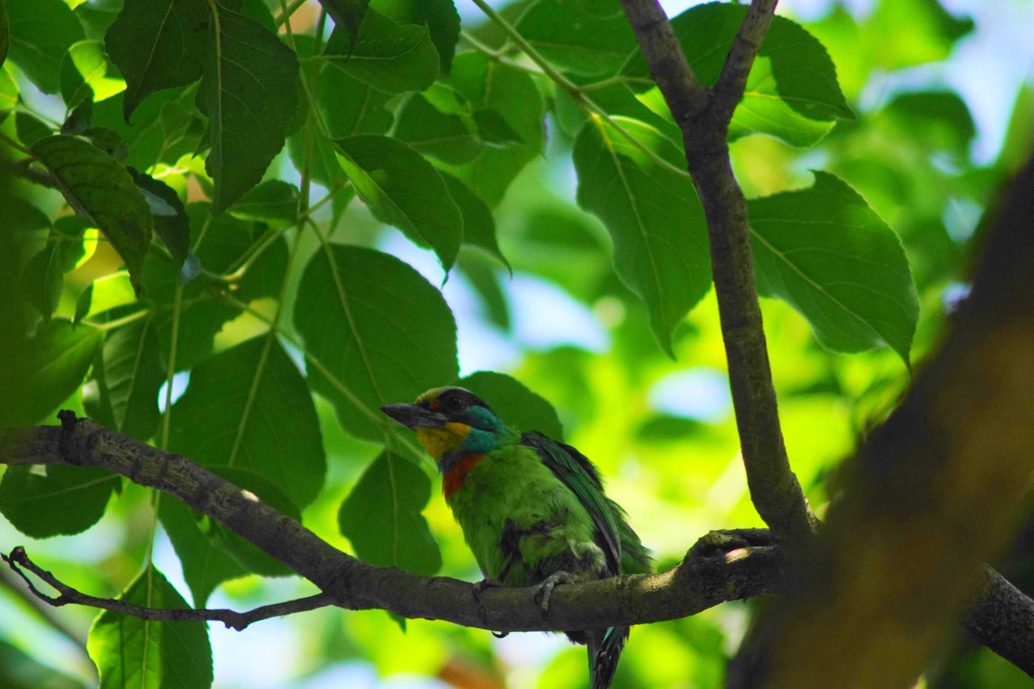 大安森林公園 タイワンゴシキドリの写真