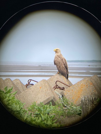 White-tailed Eagle Kushiro Wetland National Park Sat, 7/8/2023