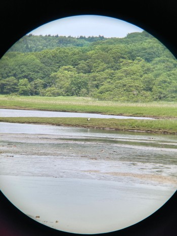 タンチョウ 釧路湿原 2023年7月8日(土)