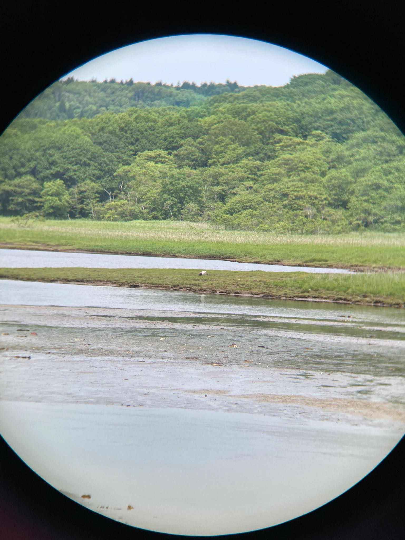 Red-crowned Crane