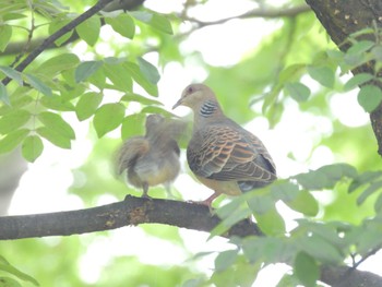 Oriental Turtle Dove Unknown Spots Sat, 7/8/2023