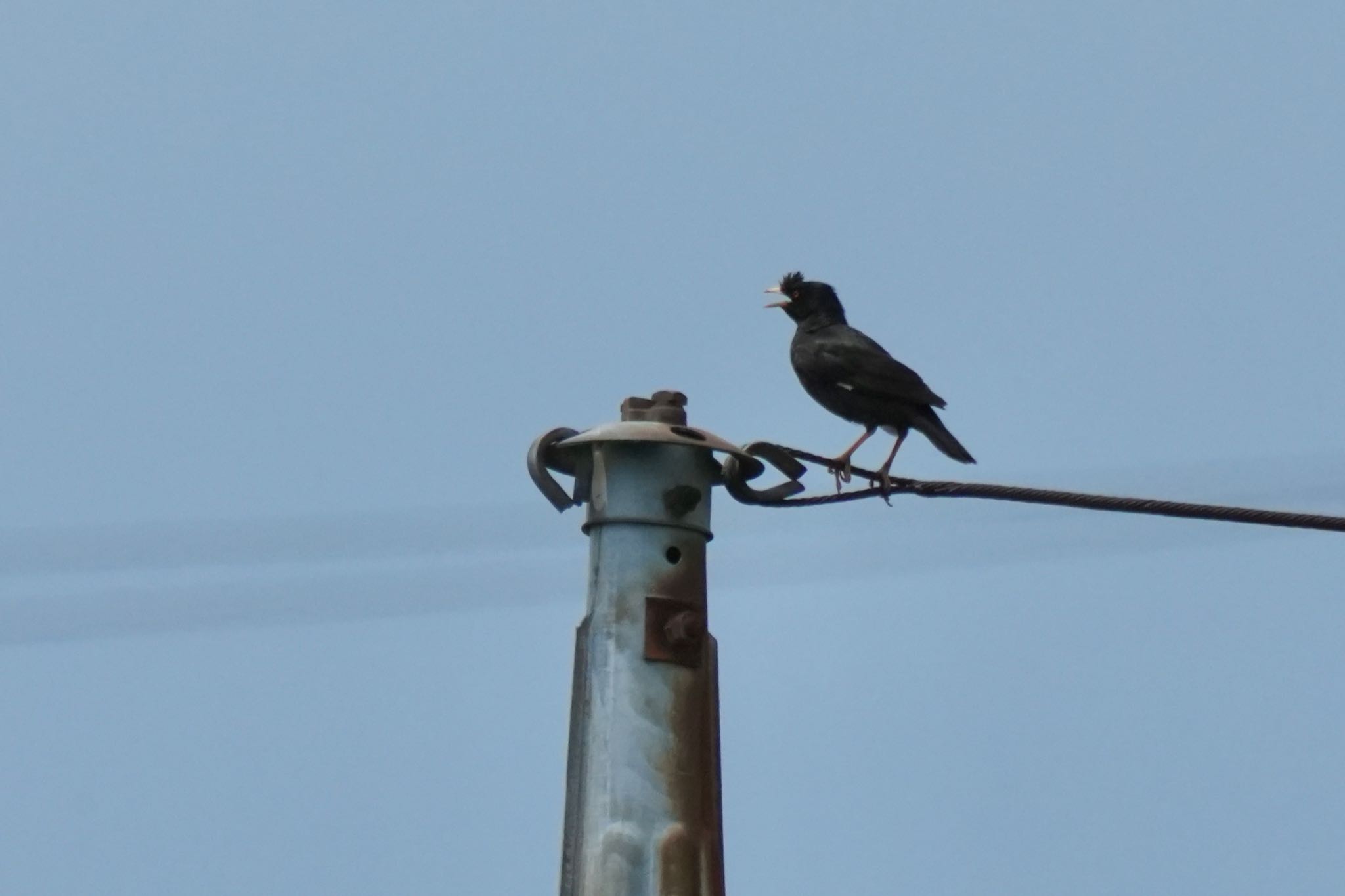 Crested Myna