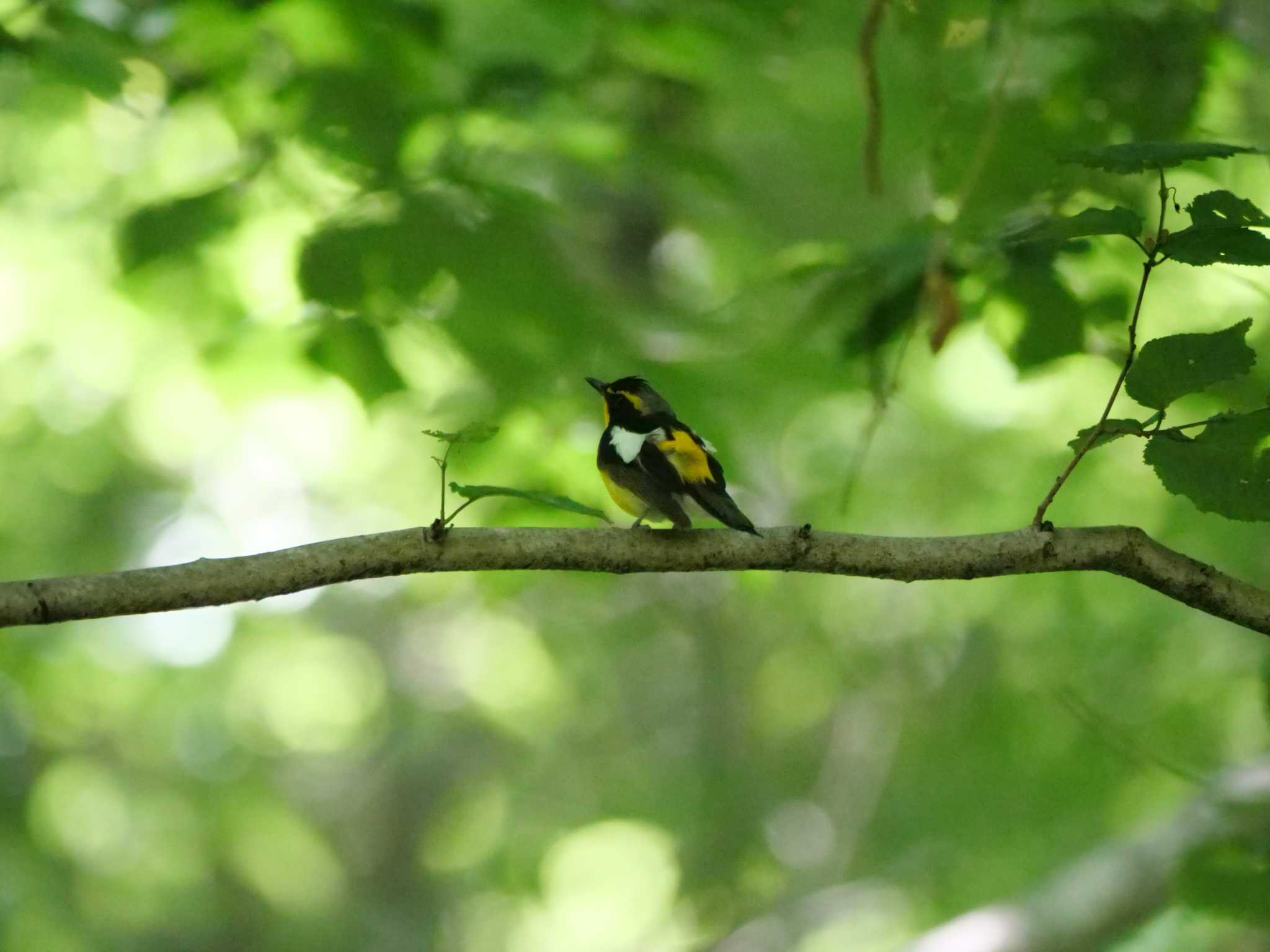 秩父 キビタキの写真