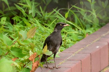 ハッカチョウ 金井遊水地(金井遊水池) 2023年7月8日(土)